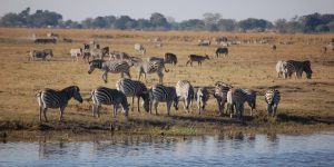 5 Days - Zambezi River & Chobe Safari Adventure (5 Days / 4 Nights)