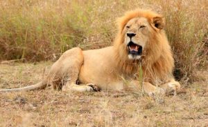 Lion Encounter – Walk with the Kings of the Wild