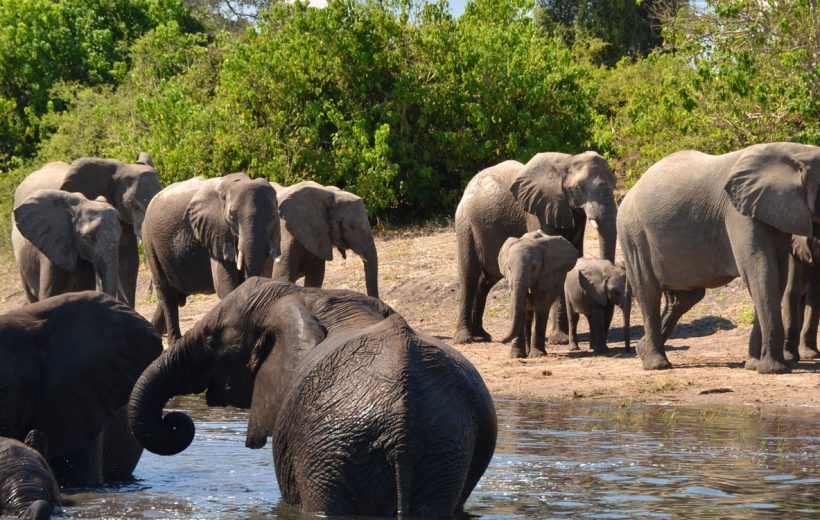 Elephant Encounter & Interaction Experience – Meet Africa’s Gentle Giants