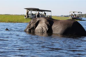 Chobe National Park Full-Day Safari – River Cruise & Game Drive