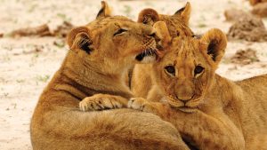 7 Day - Best of Zimbabwe – Victoria Falls, Hwange & Matobo Hills Safari Experience