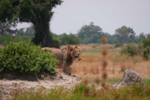 14-Day Ultimate Southern Africa Safari – Zimbabwe • Namibia • Botswana