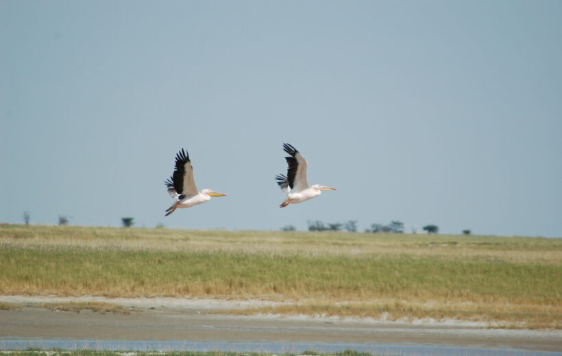6-Day Victoria Falls to Maun Overland Safari – Zimbabwe & Botswana