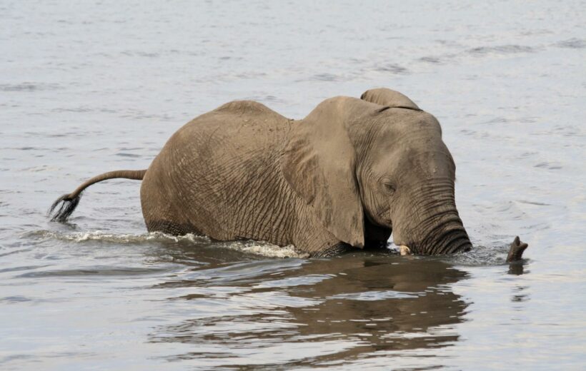7 Days Matobo • Hwange • Victoria Falls Adventure