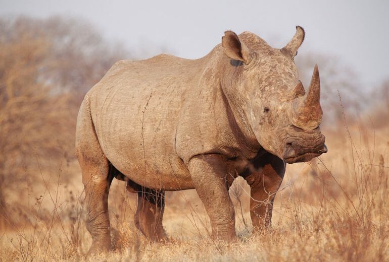 8-Day Rhino Drive to Highlands Safari